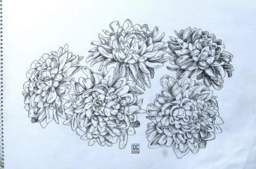 Chrysanthemums - A vase of chrysanthemums on the table inspired me to paint from life—seems to have worked out nicely :)