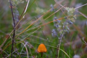 mushroom_01 mushroom_01